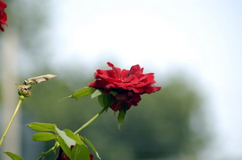 Flowers - Beautiful Rose