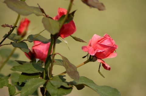 Flowers - Rose
