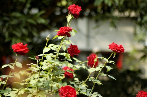 Flowers - Beautiful Rose