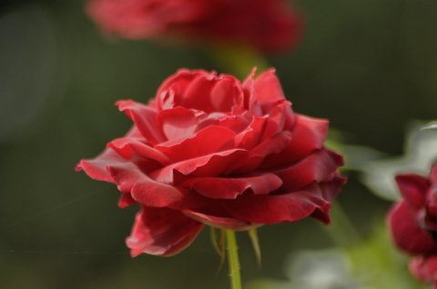 Flowers - Another beautiful rose