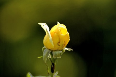 Flowers - Another Flower