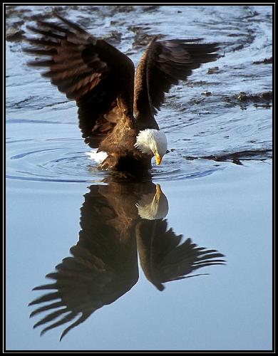 eagle - Eagle looking at her image as a pray. Although a good pic.