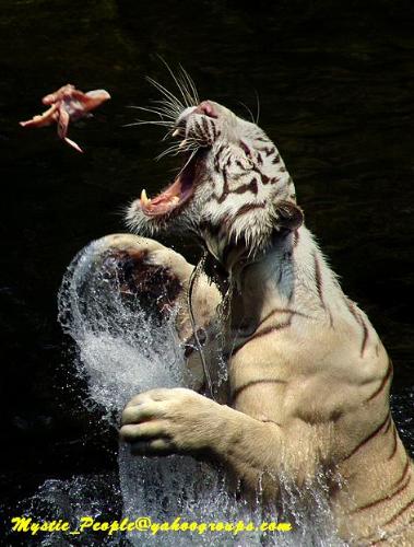 tiger - tiger catching a little bird. but the little bird making fun of it.