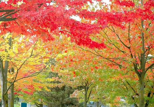 Nature at its best - The beatuifull spring