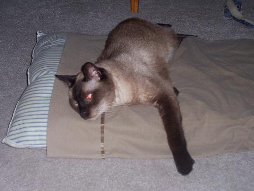 Minnie - My 18 year old cat, thieving my pillow