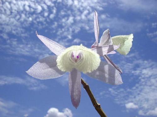 Orchid in the Blue - Orchid in the Blue