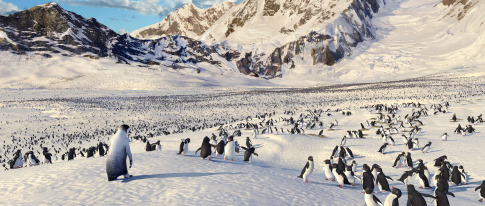 happy feet , picture from the movie - happy feet , picture from the movie