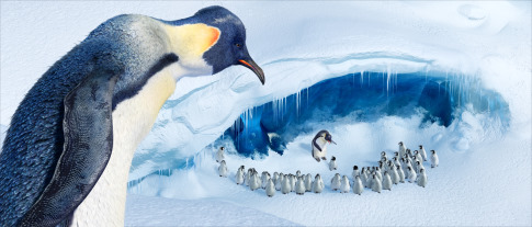 happy feet , picture from the movie - happy feet , picture from the movie