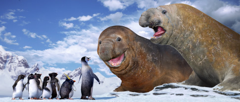 happy feet , picture from the movie - happy feet , picture from the movie