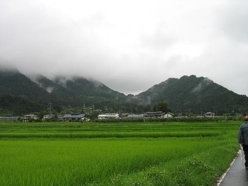 Rice field near Nikko - These are rice field in Japan