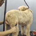 dog groomiing - how to take of your pets