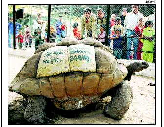 Tortoise - 115 years old tortoise in a Zoo in India.