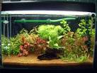 Acquarium of fish  - acquarium is a beautiful container having color ful fishes which will clear the bad evils of the houses.  each one should possess