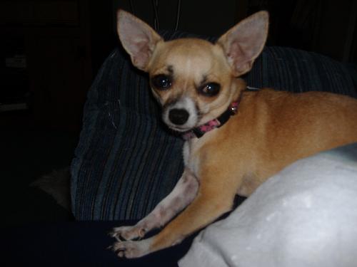Chihuahua - This is another photo of my little model. She loves the camera.