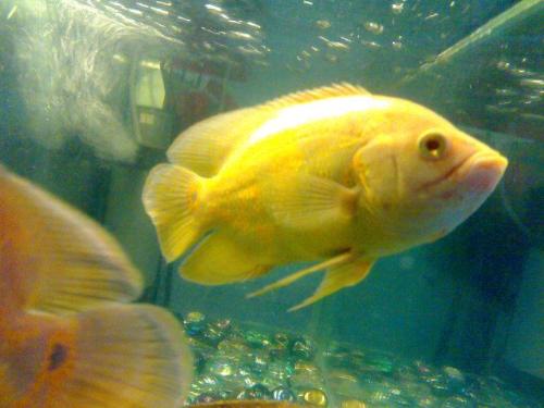 gold fish - cute