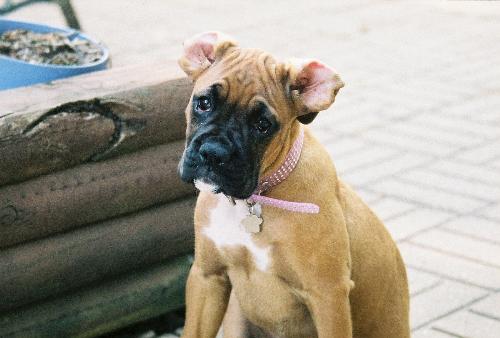 Boxer - This is a picture of our first boxer puppy. She is about 3 months old in this picture. She is our pride and joy