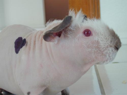Skinny Being Treated for Ringworm with Gentian Vio - Gentian violet painted onto a ringworm spot in the shape of a heart, on a hairless guinea pig.