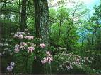 Forest - Forest