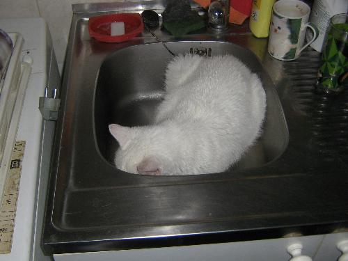 cat in the sink - Cat sleaping in the sink