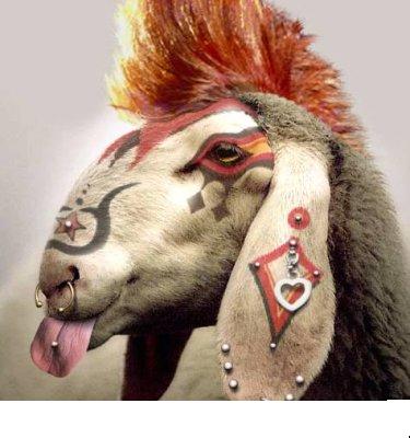 sheep - check out world's fancy sheep