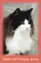 forest cat - this is alot like the kitty my Ozzie is.  He has a bit more black due to the tuxedo cat influence.