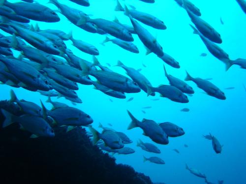 Fish - A school of fish. This picture was taken on a scuba dive I did with my boyfriend Ellis. They were swimming overhead and it was beautiful.