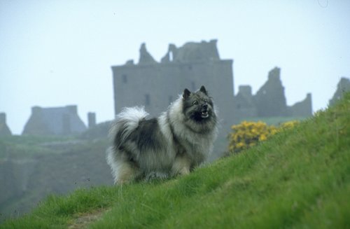 Keeshond - This breed of dog is an eager learner, upbeat, watchful and loyal.
