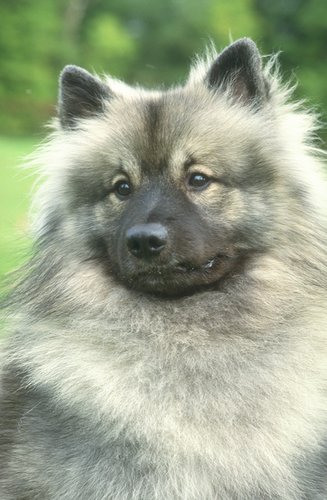 Keeshond2 - They are great with kids... Good with other animals too, just have to introduce them at a young age