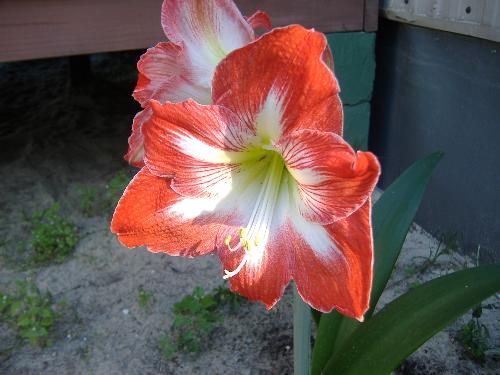 Amairillo - This the first one I have tried to growand it really turned out beautiful.