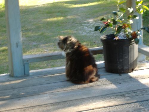 Missy the cat - This is missy, my moms cat. She passed away while giving birth. She was a very loving cat and a very good friend to my mom.