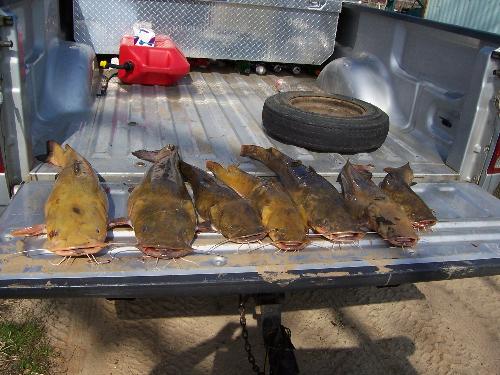 Cat Fish - This is my son inlaws big catch. They are really big cat fish.