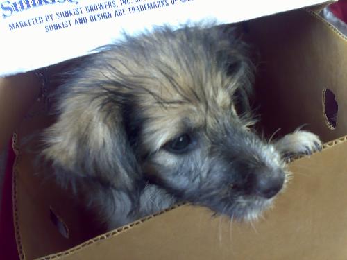 my pet dog inside her favorite box - taken at home. my pet dog hiding inside her favorite box