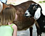 lunch time - fresh milk