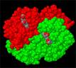 hemoglobin - hemoglobin