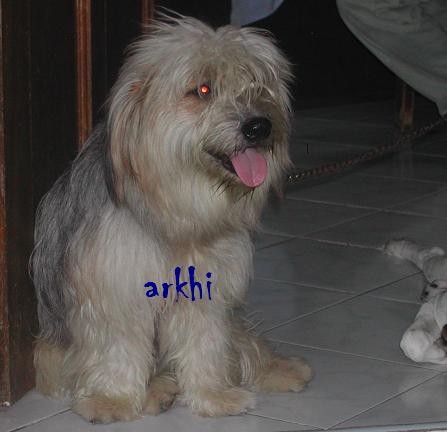 arkhi - this is one of our dog Arkhi his name came  from the course which my sister took architecture and his friend who is also and architect gave this dog to my sister.isnt his cute?
