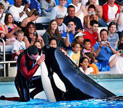 Whale and his trainer at Sea World - whale trainer