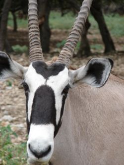 Gemsbok / oryx - close-up of oryx