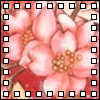 Rosy - Nickname given to me in high school My favourite flower - Rose