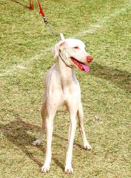 Rajapalyam Dog - This breed is named Rajapalayam... Its is a native breed of India.. These dogs now facing extinction..