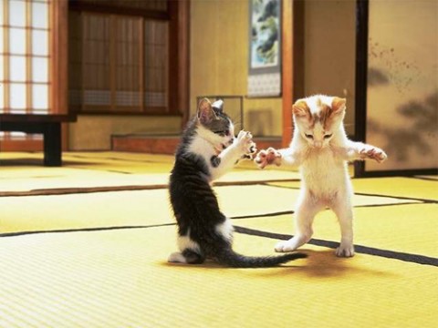 tatami - cats-warriors