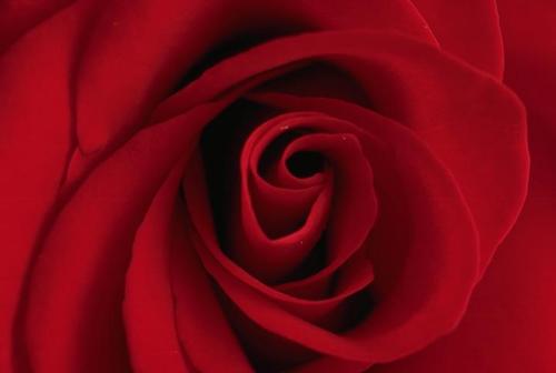 Trandafir, rose, big rose, beatiful,  - One beautiful rose.
