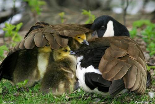 birds - birds are lovely . its attractive with its chicks