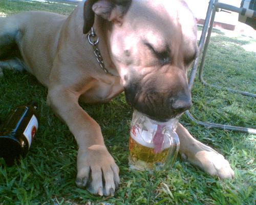 Makonya - The Big Boss - my beautifull Boerboel stealing a friends beershandy at a BBQ