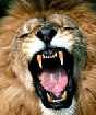 Lion - Roaring male lion