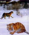 Brothers - white snow, two tigers, oh - no, they brothers...  Why don't they fight each other?  You know they are animals,  they love hope, peace... and any nice things  Why our people still war each other???  why?  why?  I don't know why?  Could you tell me?
