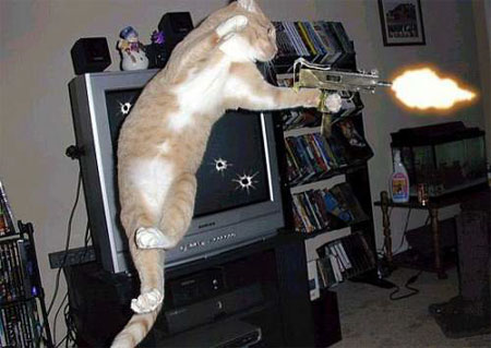 cat with gun - similar with Begemot