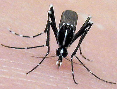 mosquito - irritating