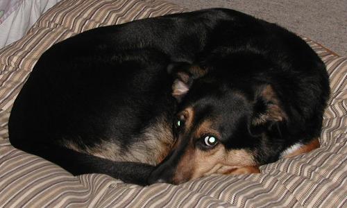 Pup - Photo of our pup enjoying his new bed
