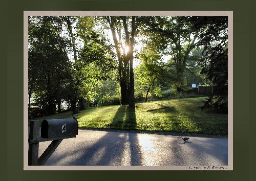 Squirrel - Early morning picture of a squirrel crossing the road.