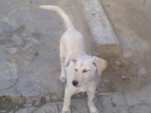 peta - The Little pup i saved from dying ..
